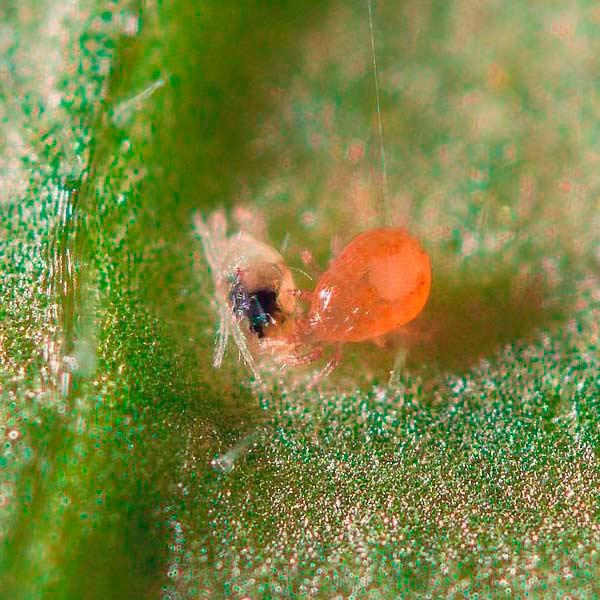 Portal TecnoAgrícola